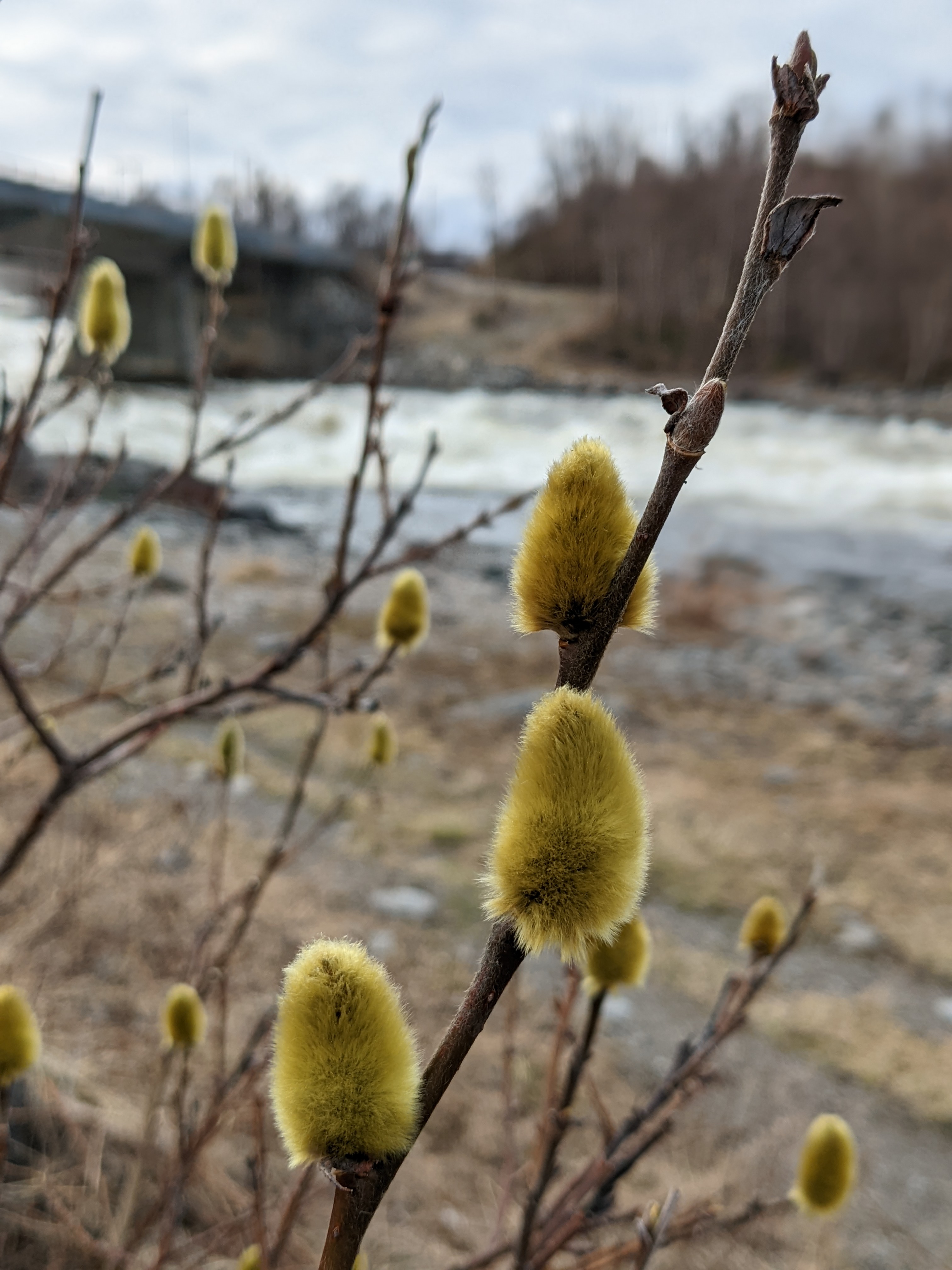 First willow catkins in bloom