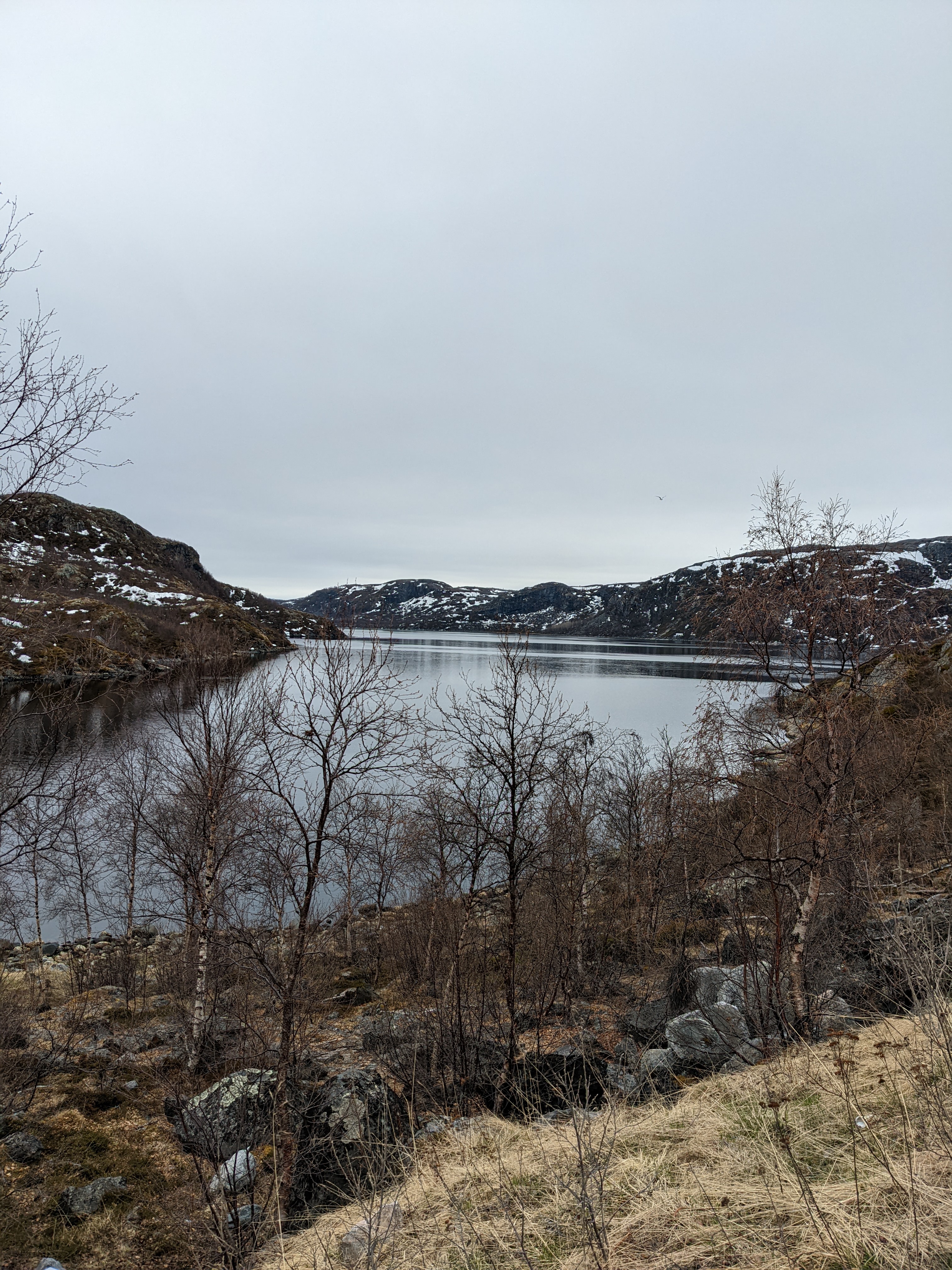 view down through birches to lake