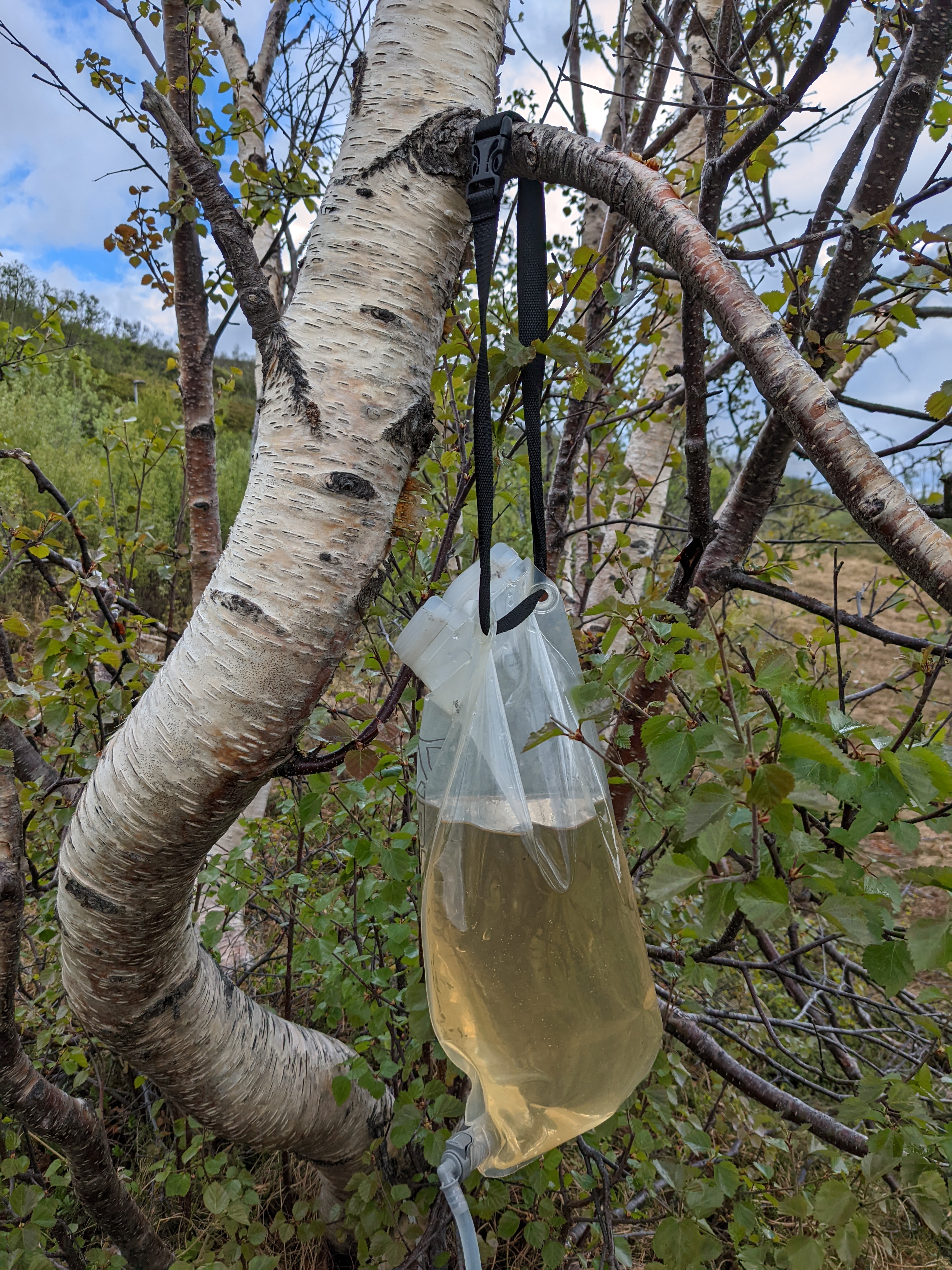 water filter bag hanging from a birch tree, full of water with a pale brown tint