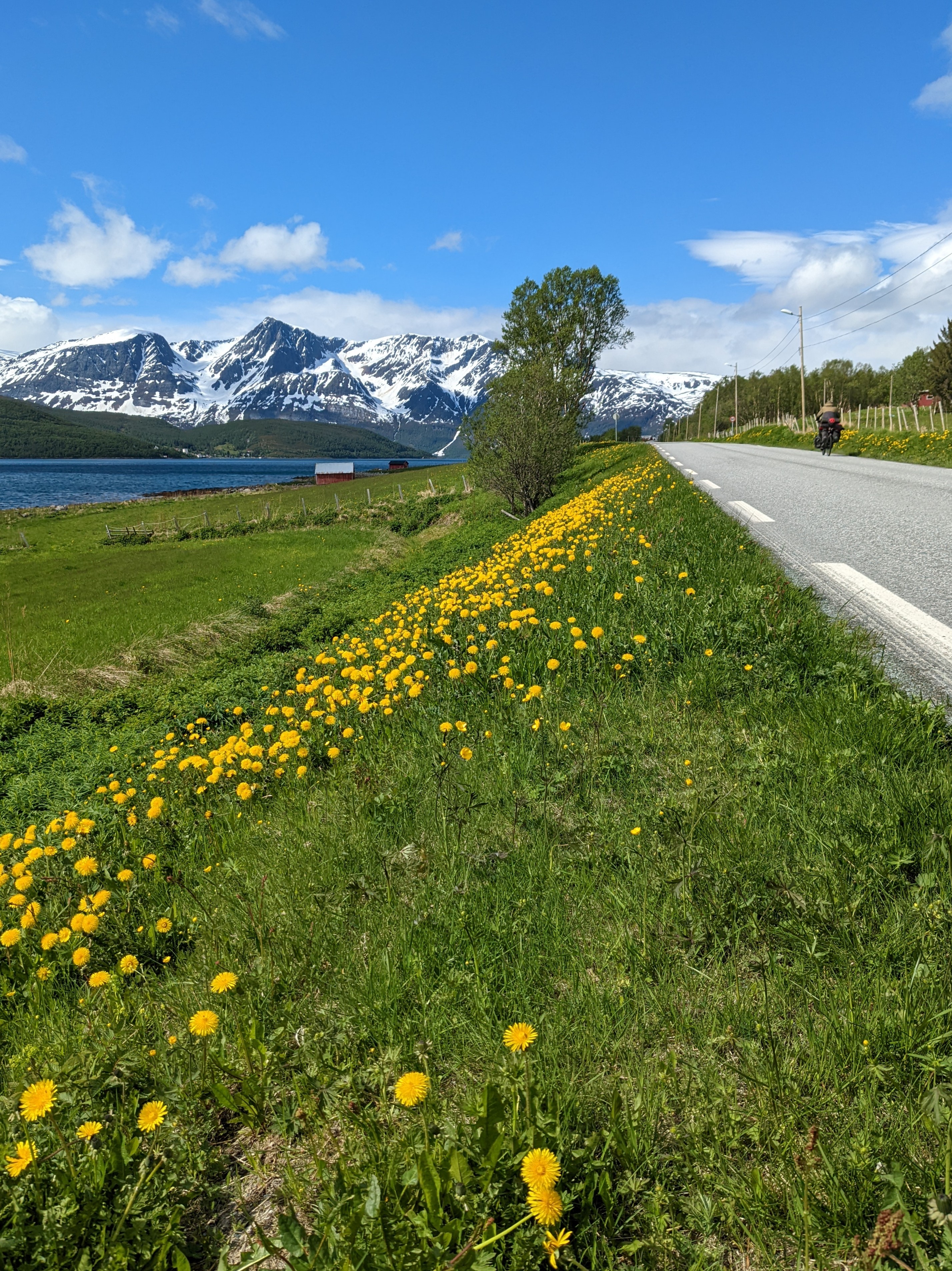 bright dandelions on the roadside, with mountains, water, and florian on the road