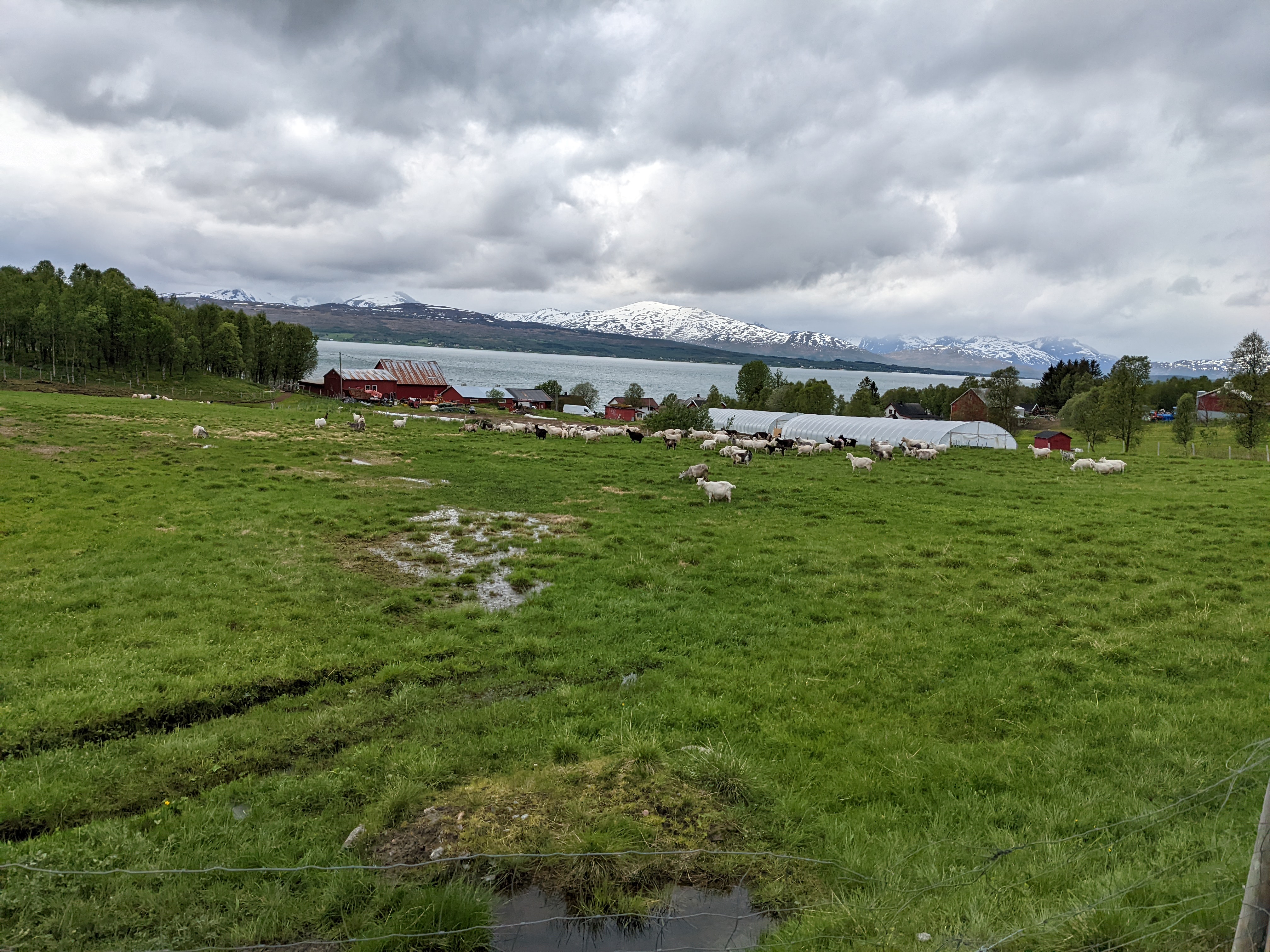 a bunch of goats in a field under a grey sky