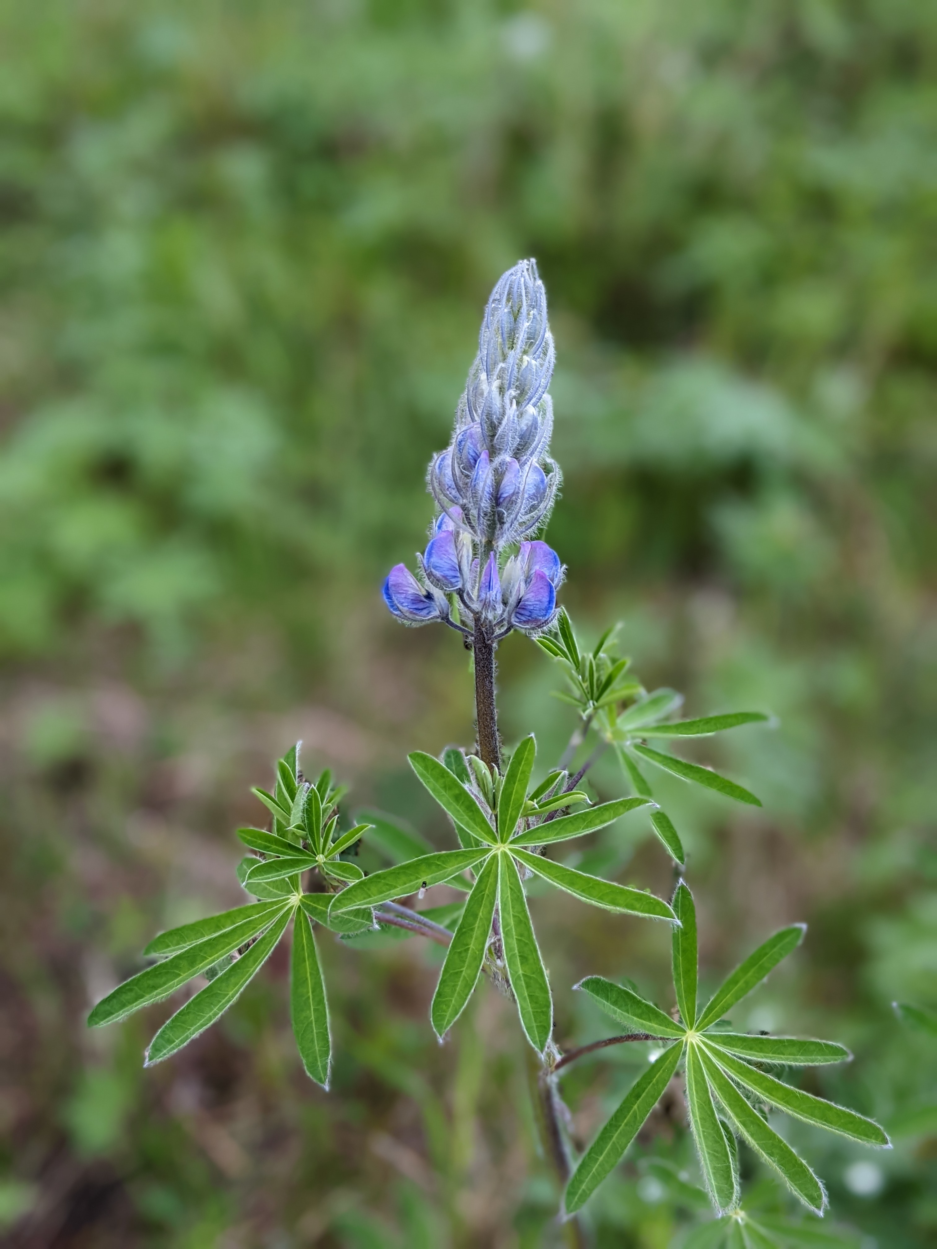 a purple-blue lupin in flower, with whorls of leaves below