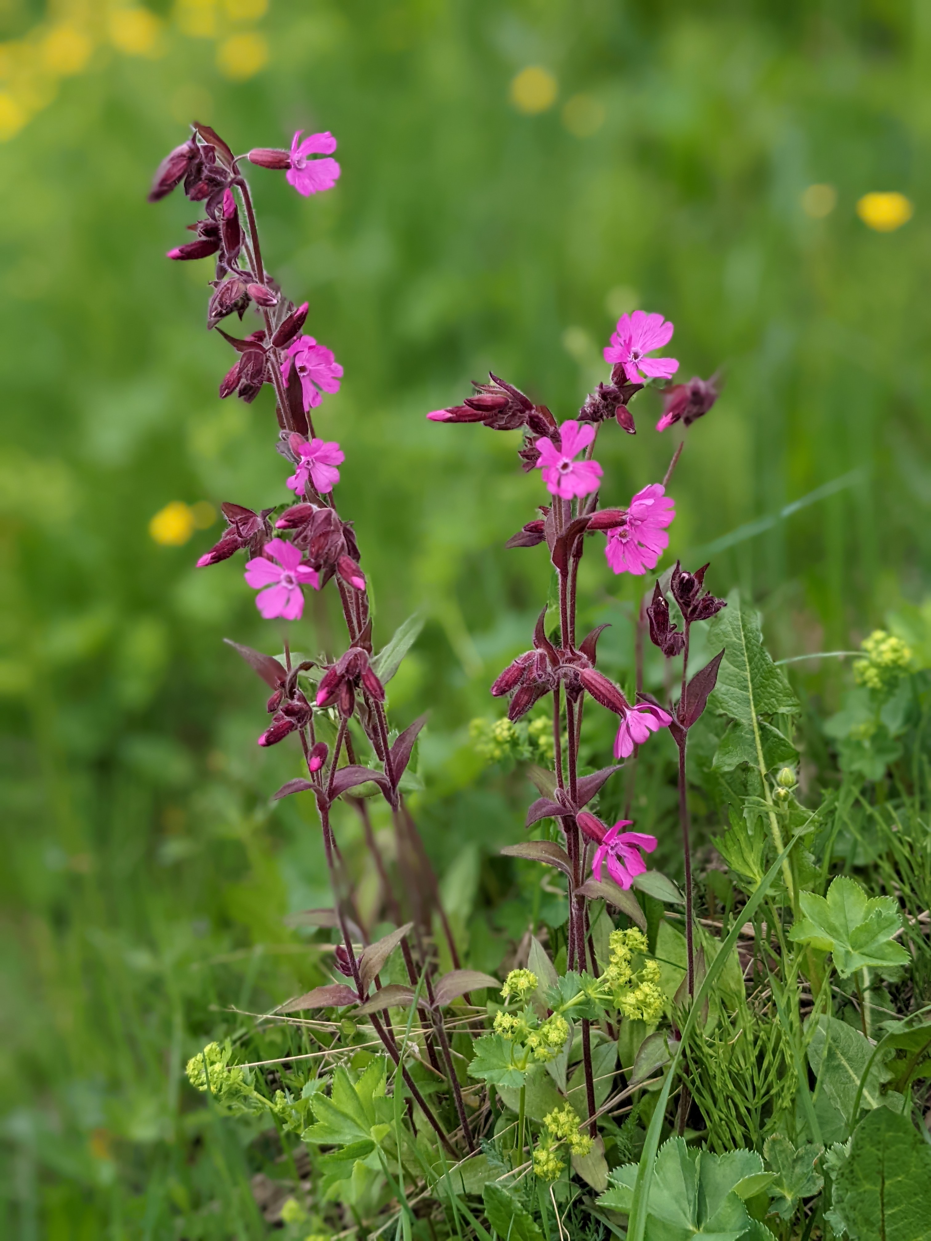 bright pink flowers