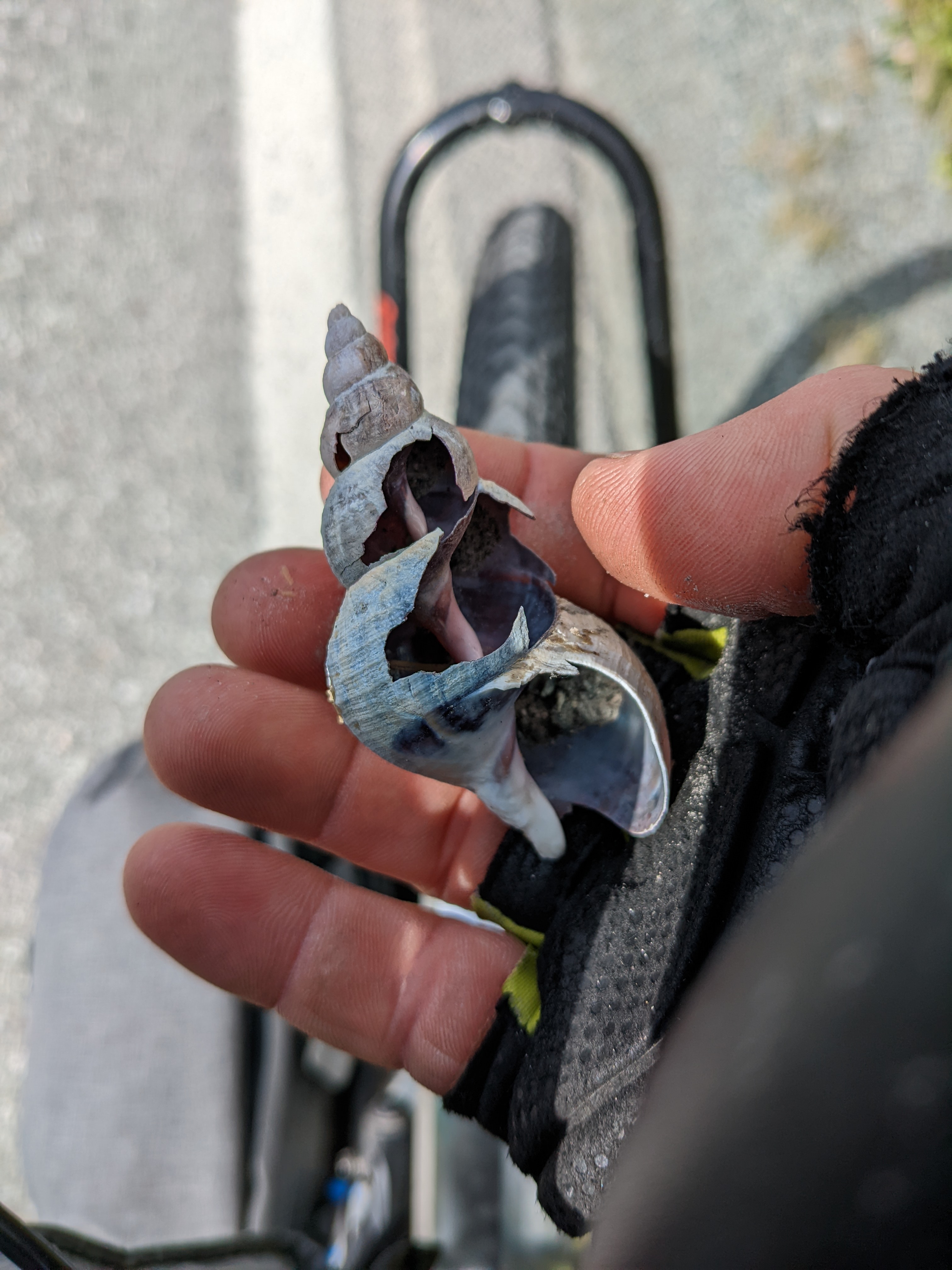 a large, broken sea snail shell in the palm of my hand