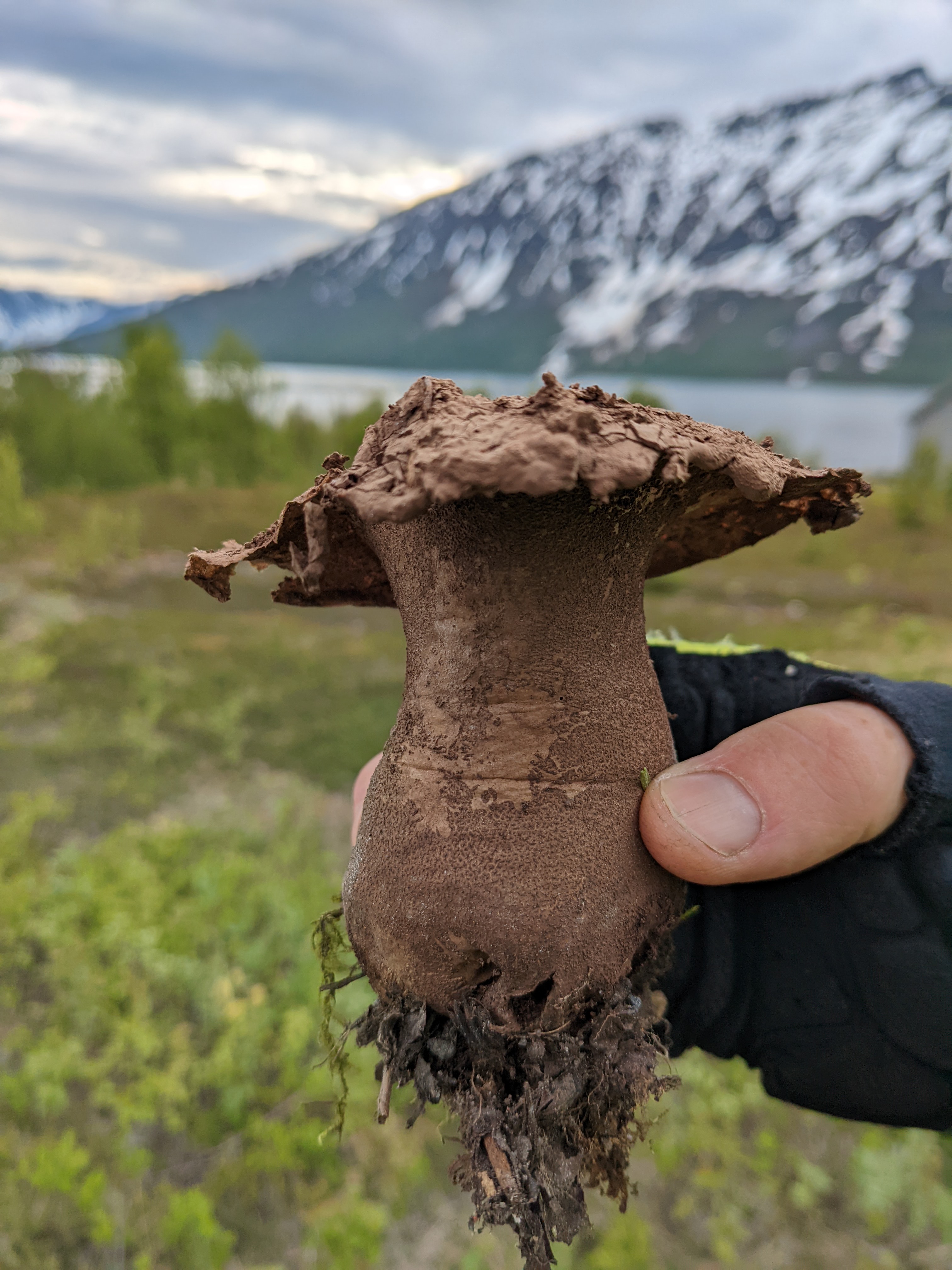 a weird brown mushroom