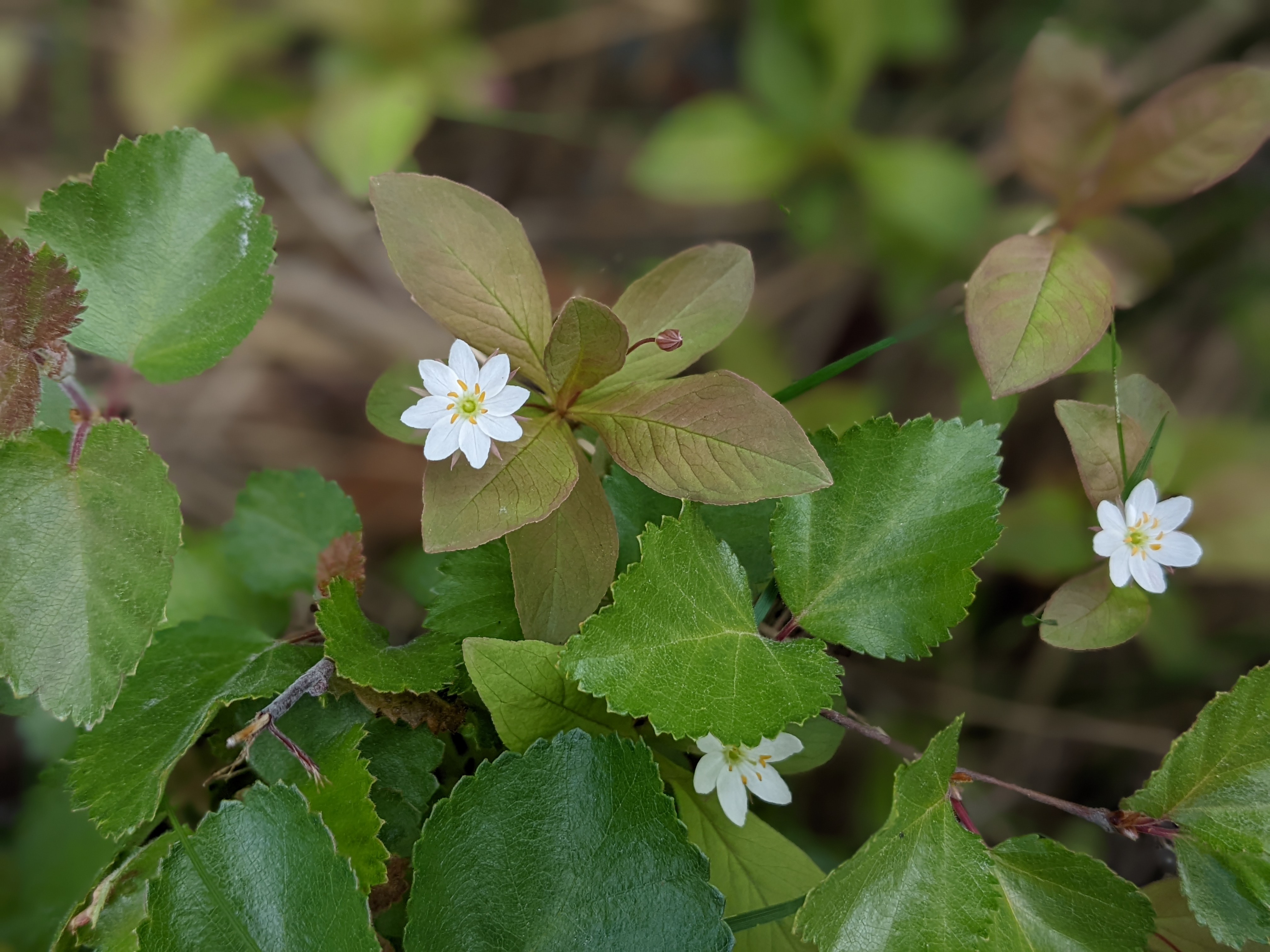 small white flowers with reddish-green leaves and a whorl of yellow stamens near the center