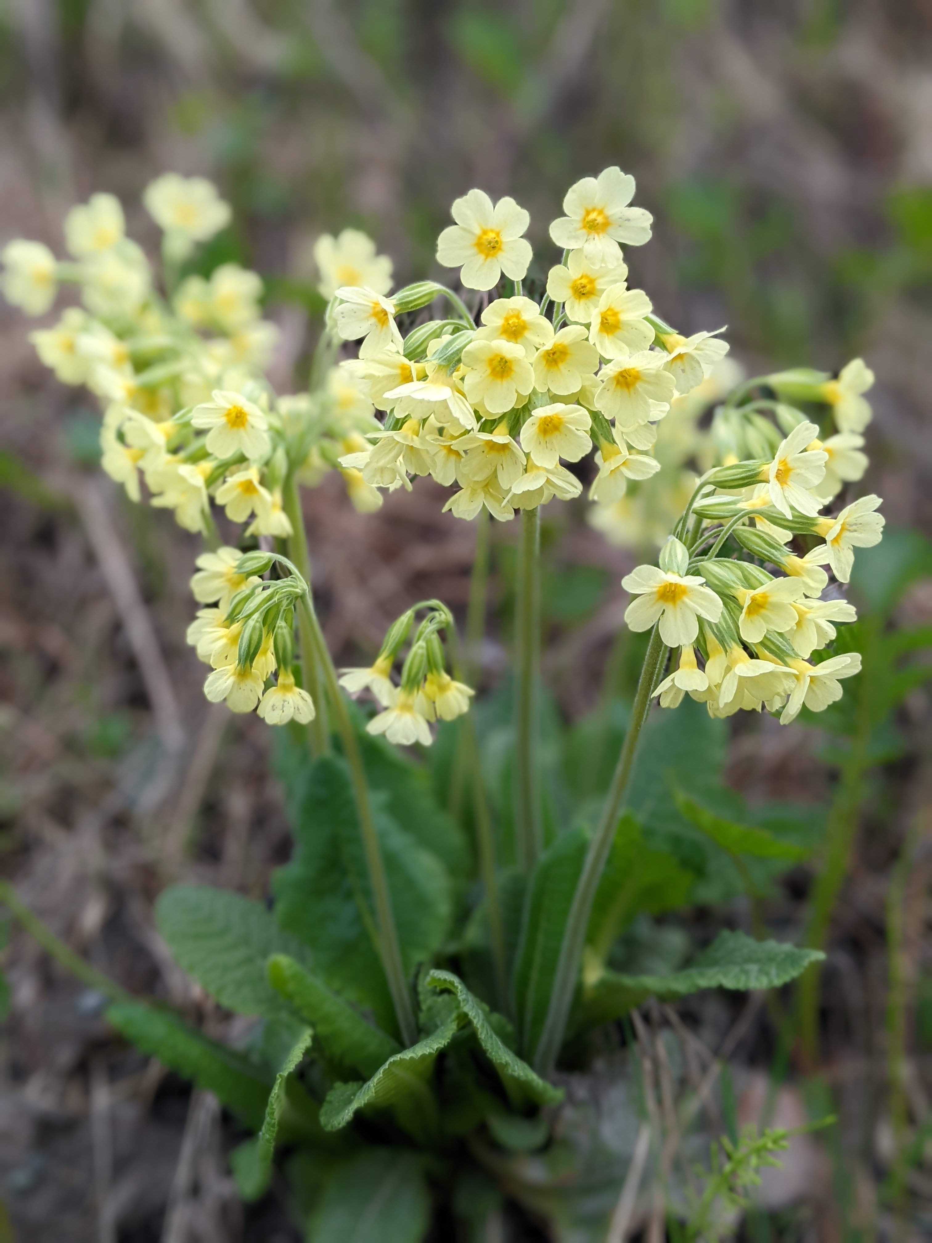 clusters of pale yellow flowers with five petals, with each cluster growing from the head of a single stalk