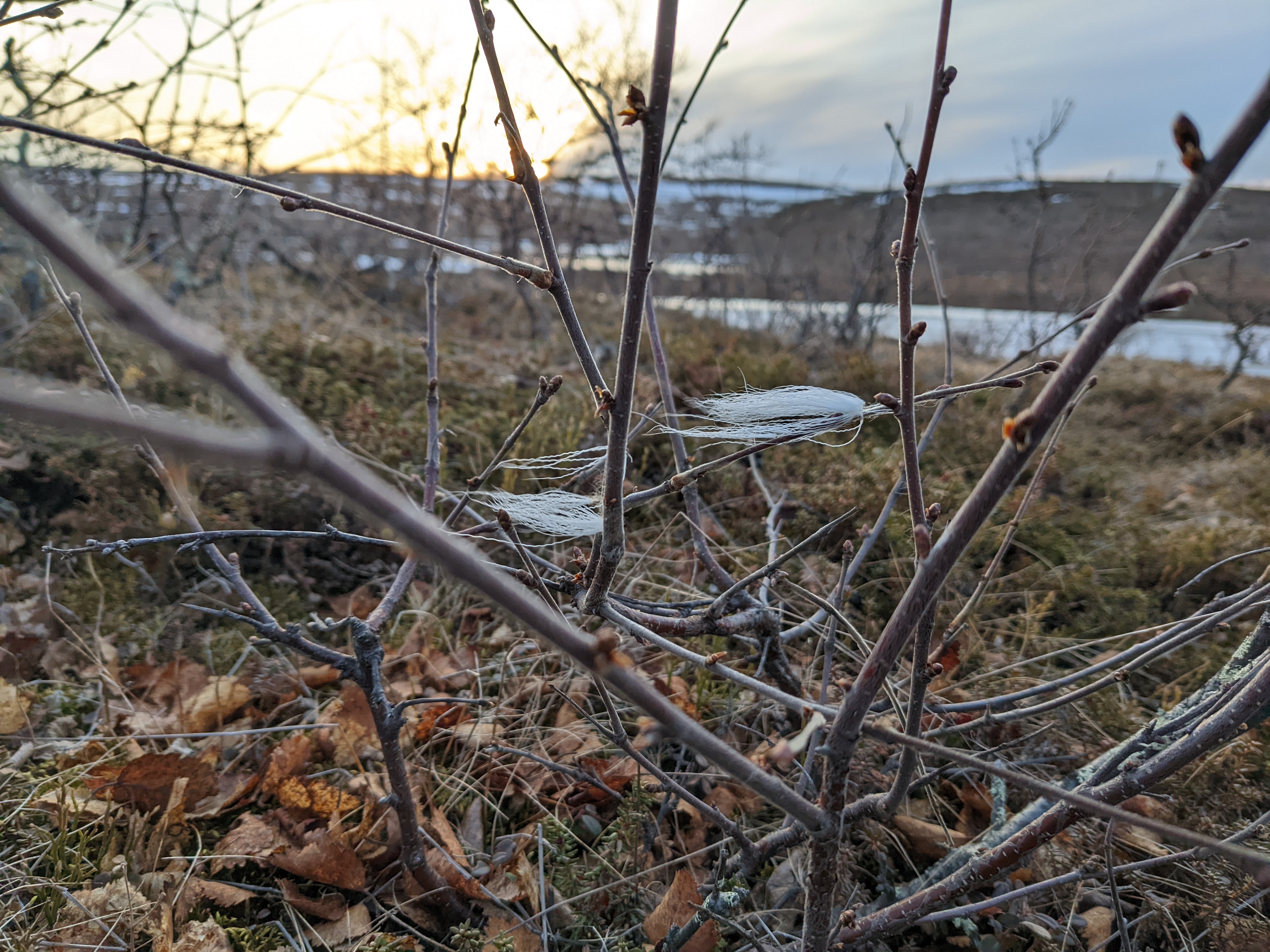 Reindeer hair on a birch twig, blowing in the wind